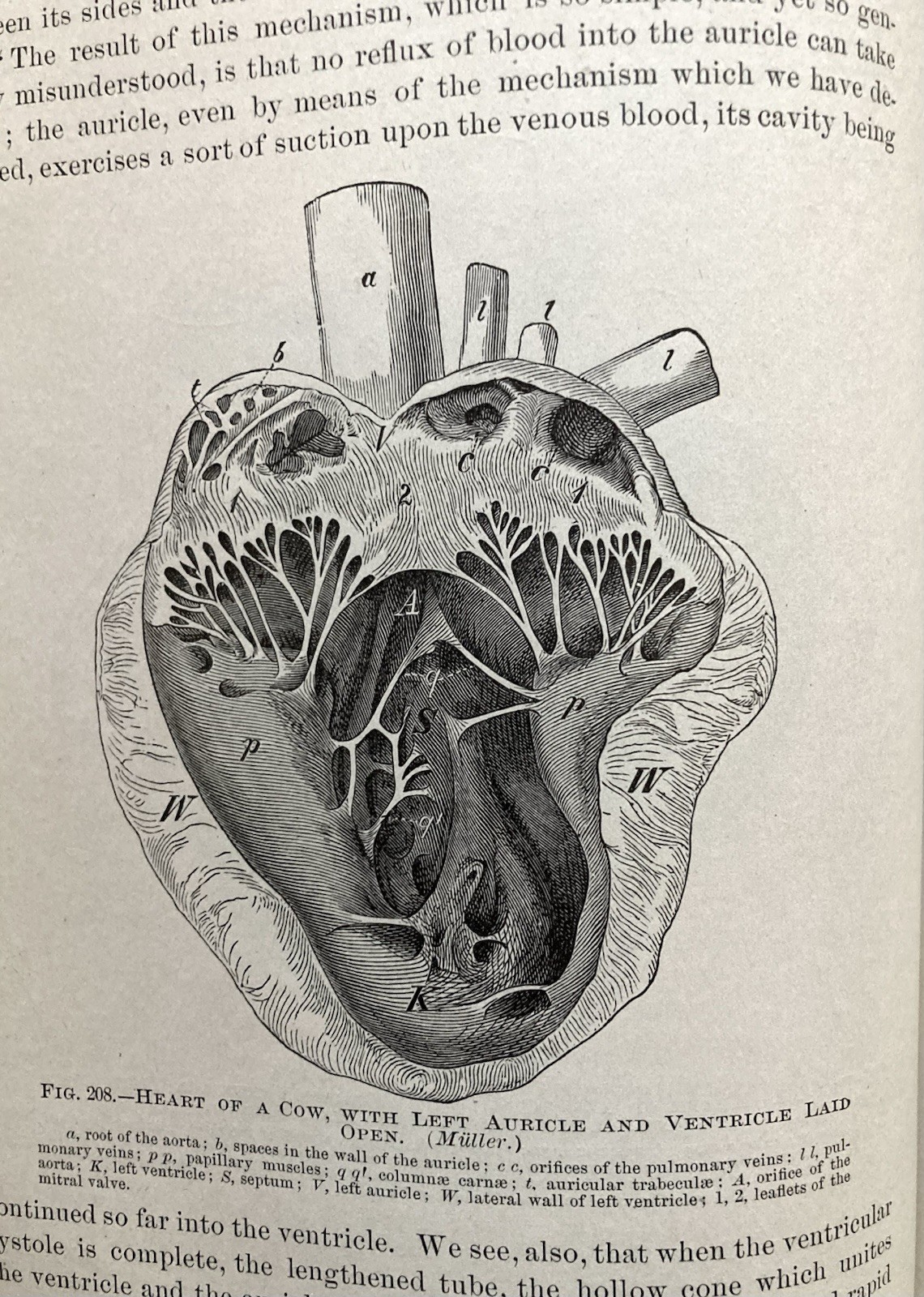 Physiology Of The Domestic Animals, Robert Meade Smith, Rare Book, 1905, Good+.