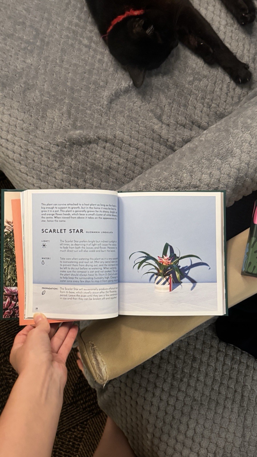 Little Book of House Plants and Other Greenery by Emma Sibley (2018, Hardcover)