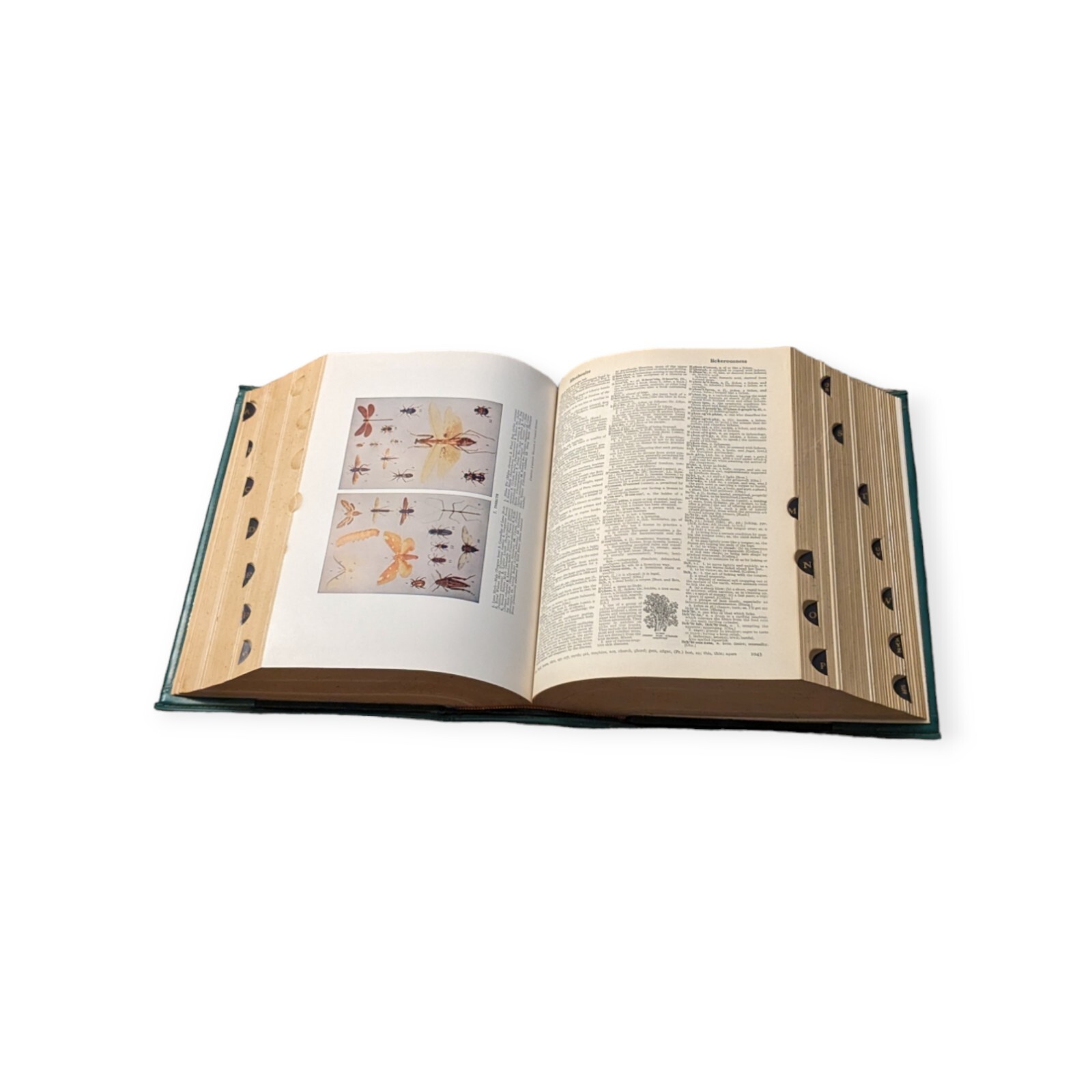 Websters New Twentieth Century Dictionary Unabridged Second Edition De Luxe 1959