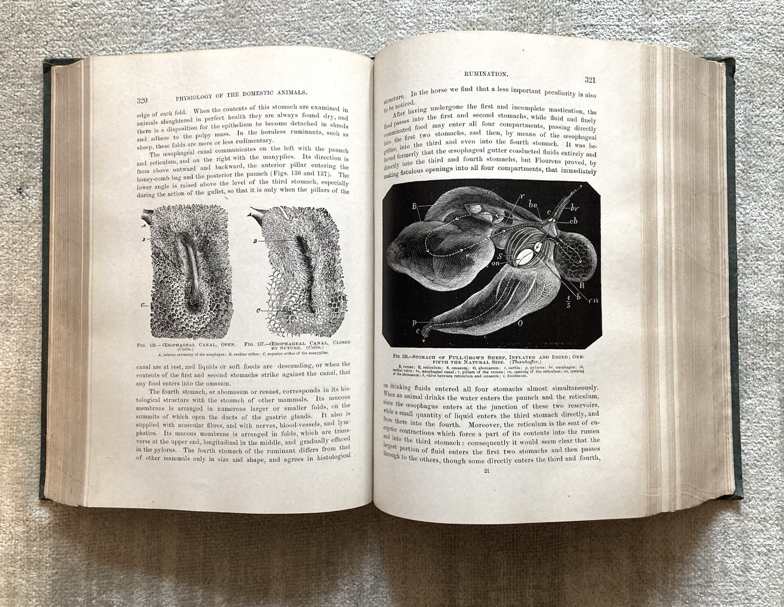 Physiology Of The Domestic Animals, Robert Meade Smith, Rare Book, 1905, Good+.