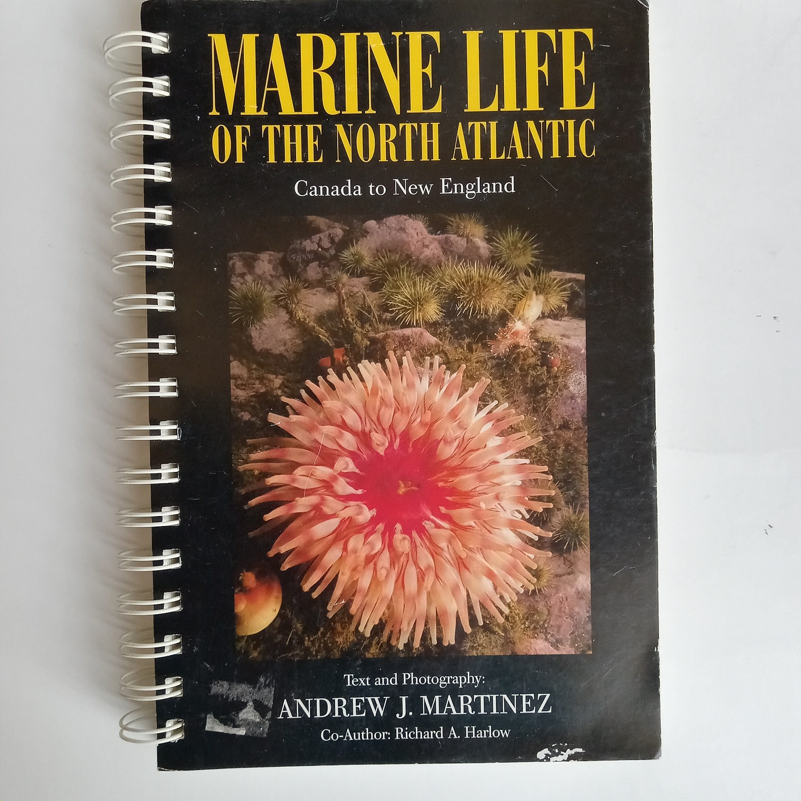 Marine Life Of The North Atlantic: Canada To New England -NO WRITING! Martinez