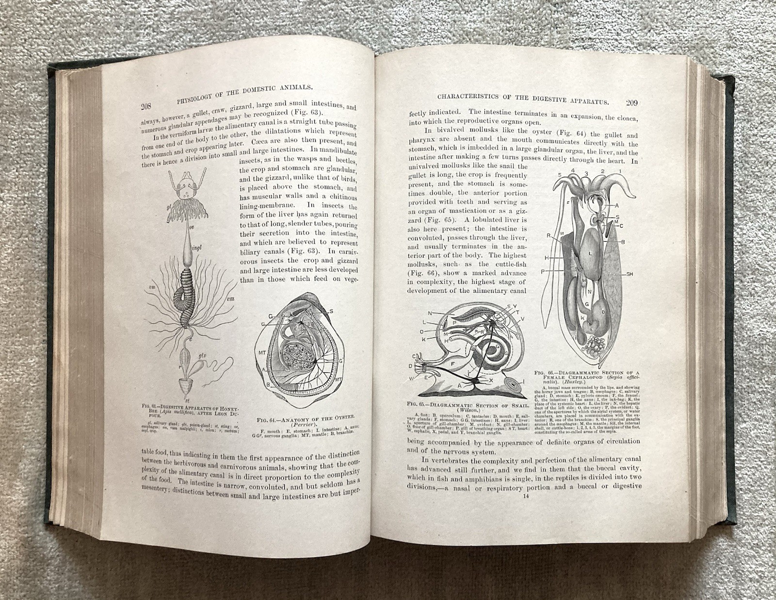 Physiology Of The Domestic Animals, Robert Meade Smith, Rare Book, 1905, Good+.