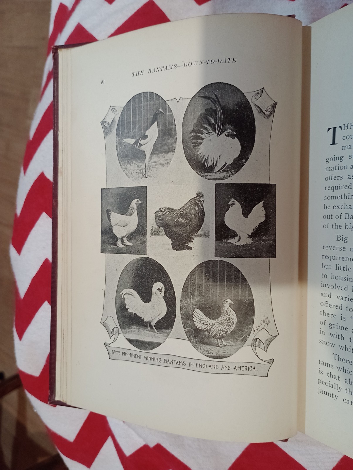 The BANTAMS Down to Date JOSEPH SHAKESPEARE : Antique 1925 Illustrated Hardcover