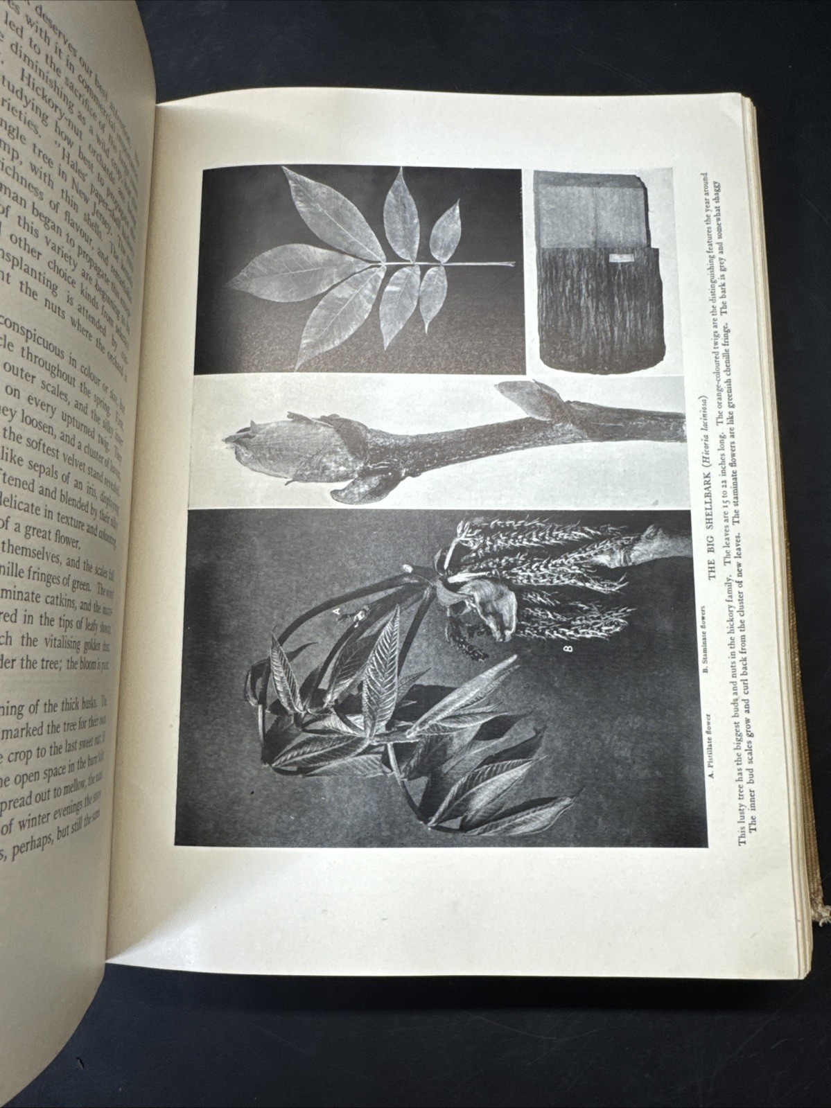 The Tree Book By Julia Rogers (1906)/ Vol XI