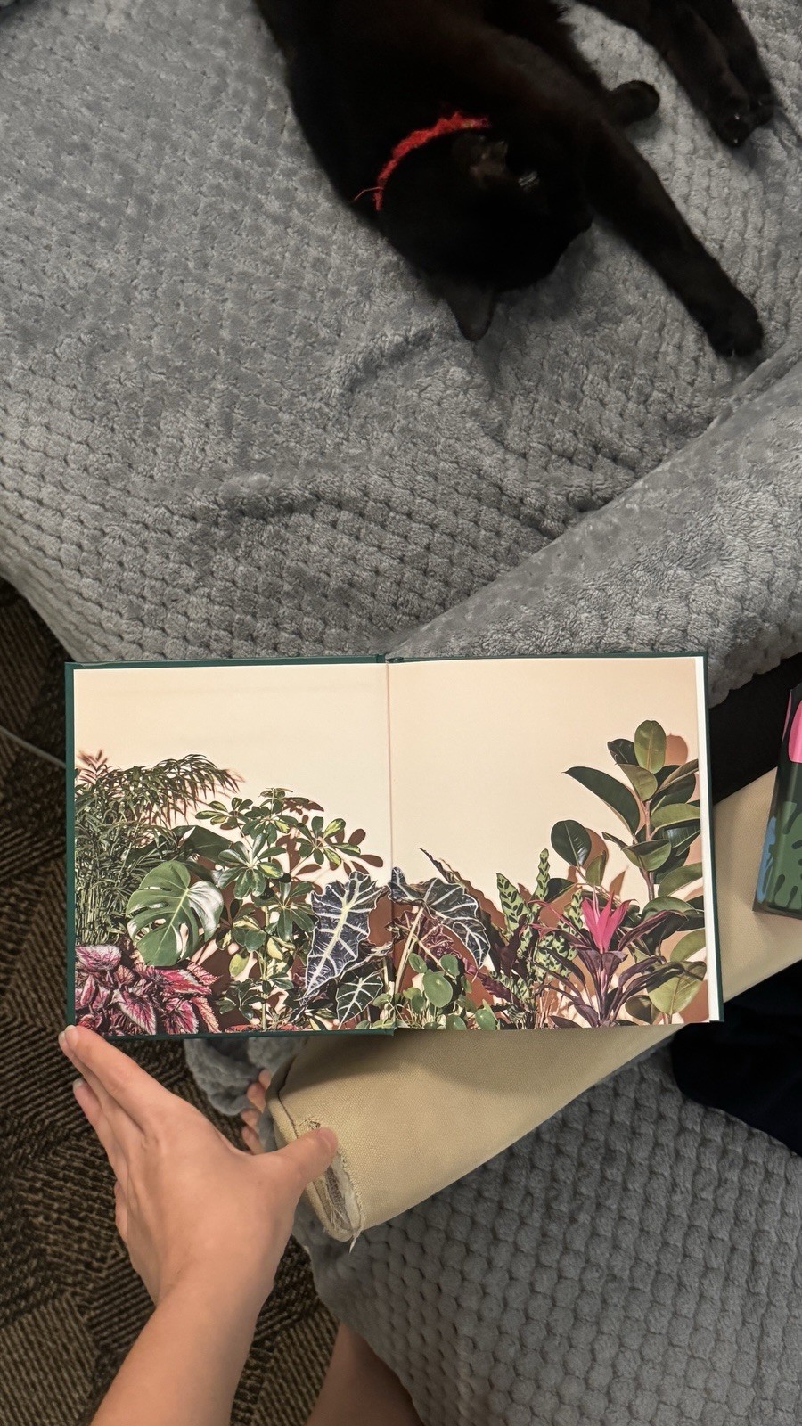 Little Book of House Plants and Other Greenery by Emma Sibley (2018, Hardcover)
