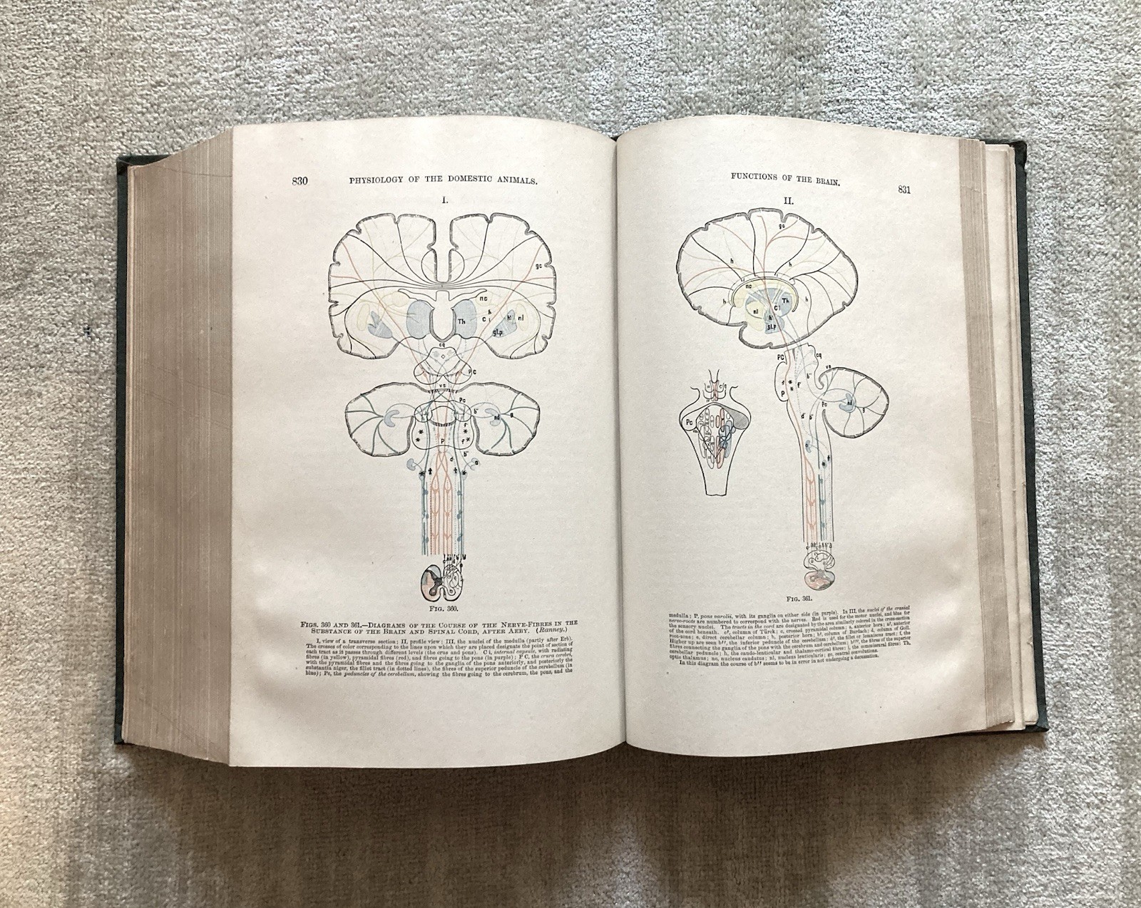 Physiology Of The Domestic Animals, Robert Meade Smith, Rare Book, 1905, Good+.