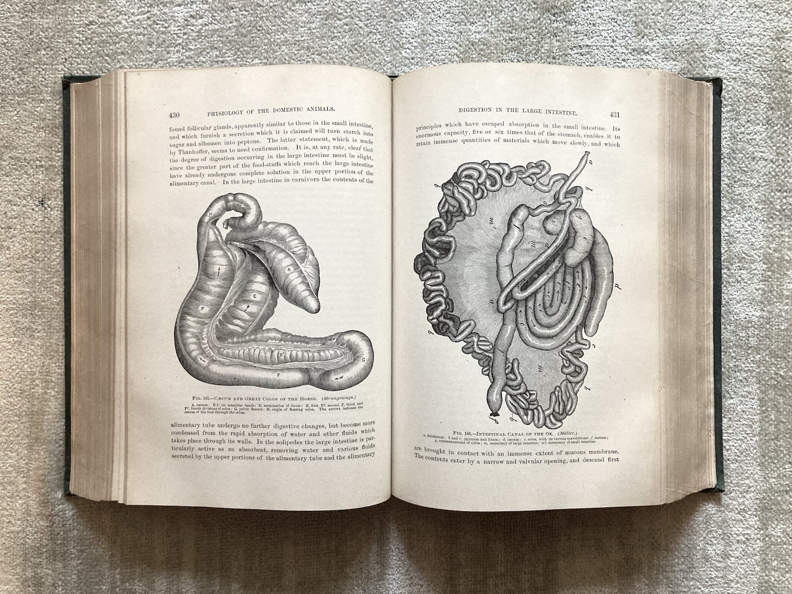 Physiology Of The Domestic Animals, Robert Meade Smith, Rare Book, 1905, Good+.