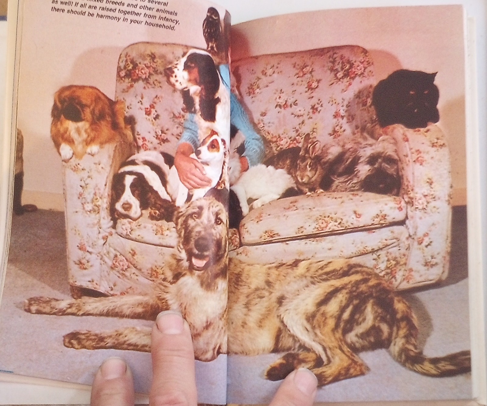 1988 Afghan Hounds 160 Pages Over 125 Full Color Illustrations By Beverly Pisano