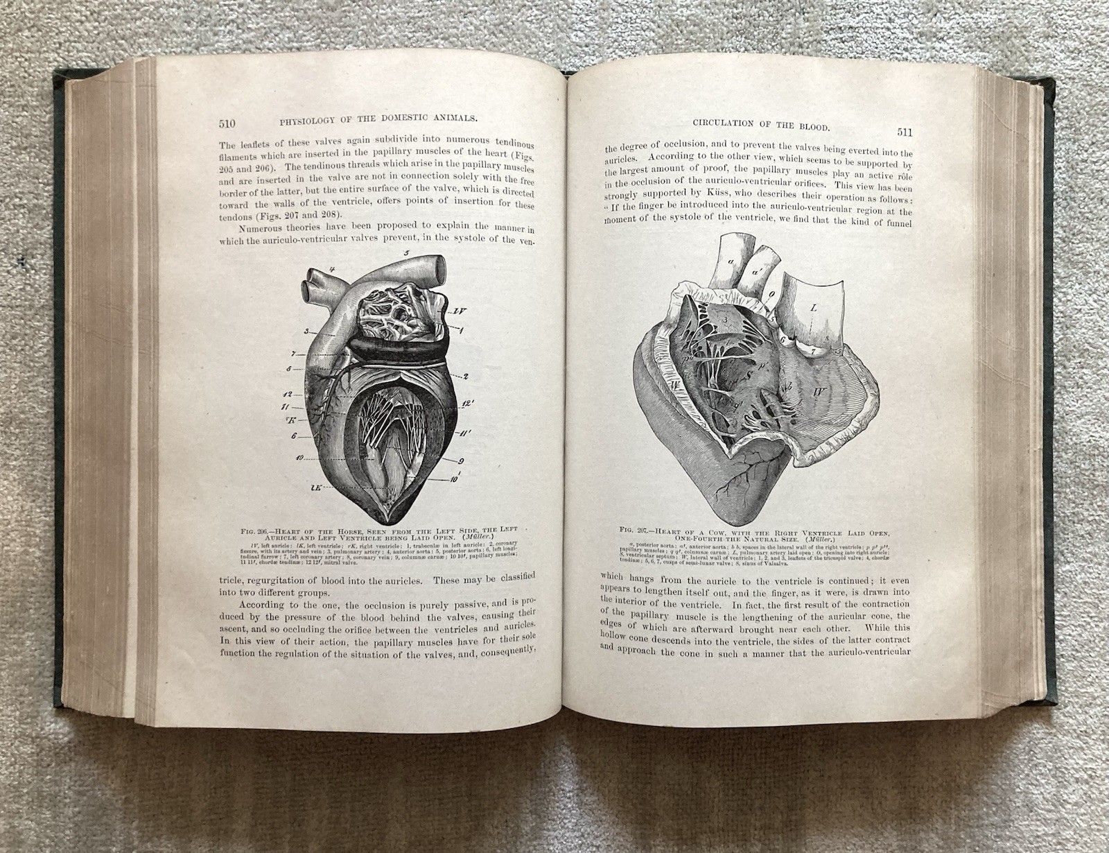 Physiology Of The Domestic Animals, Robert Meade Smith, Rare Book, 1905, Good+.