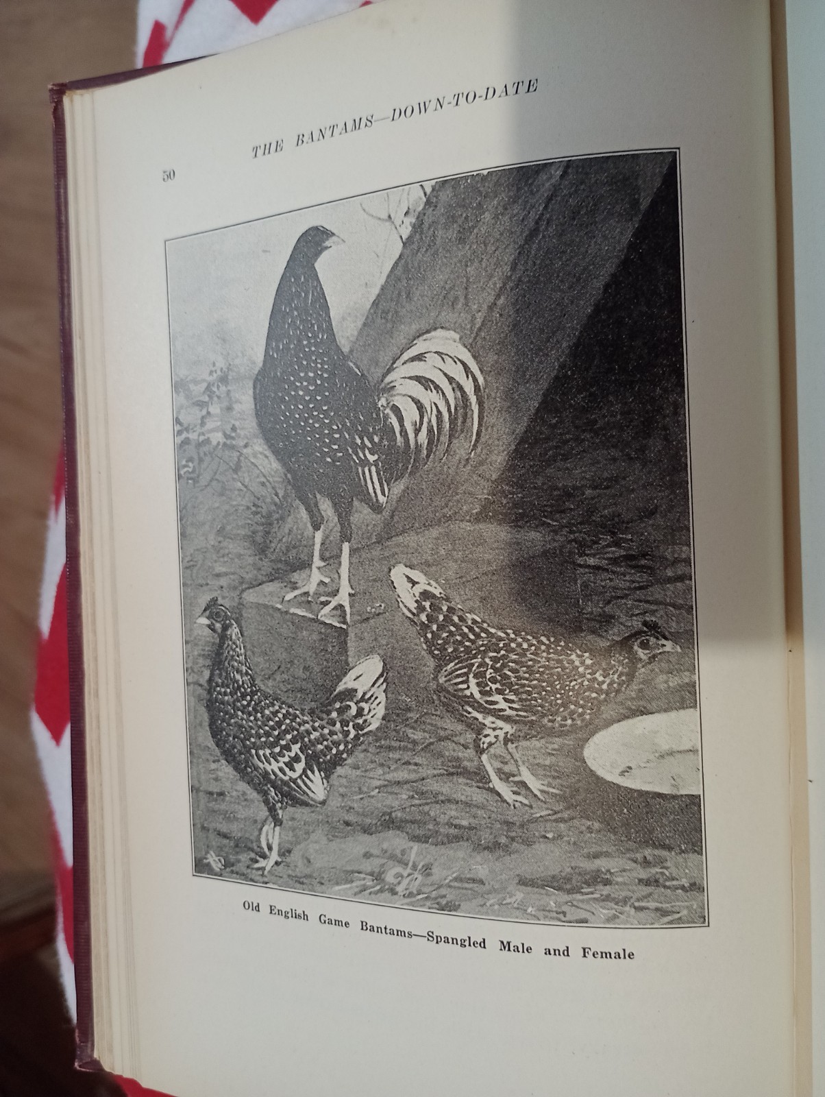 The BANTAMS Down to Date JOSEPH SHAKESPEARE : Antique 1925 Illustrated Hardcover