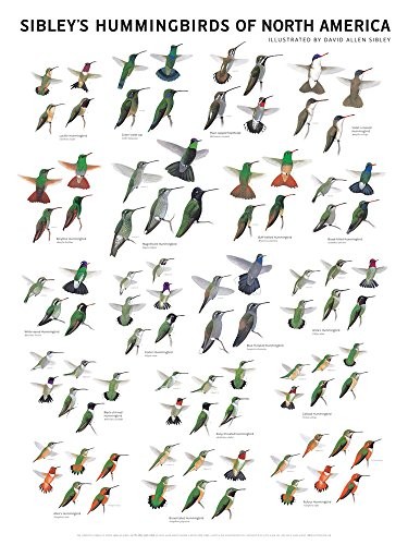 SIBLEY’S HUMMINGBIRDS OF NORTH AMERICA By David Allen Sibley **BRAND NEW**