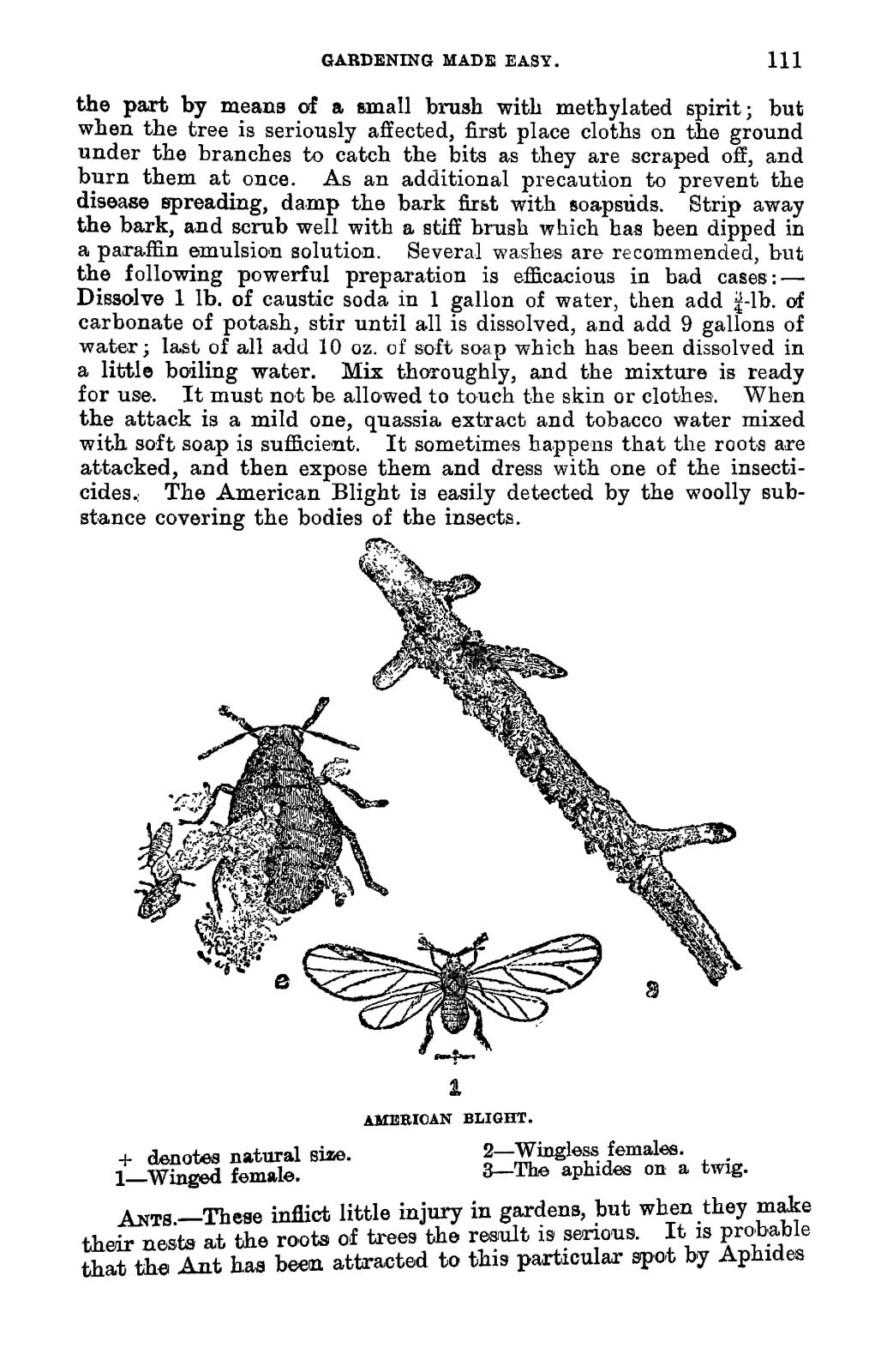 1915 Gardening Made Easy 198 Pages