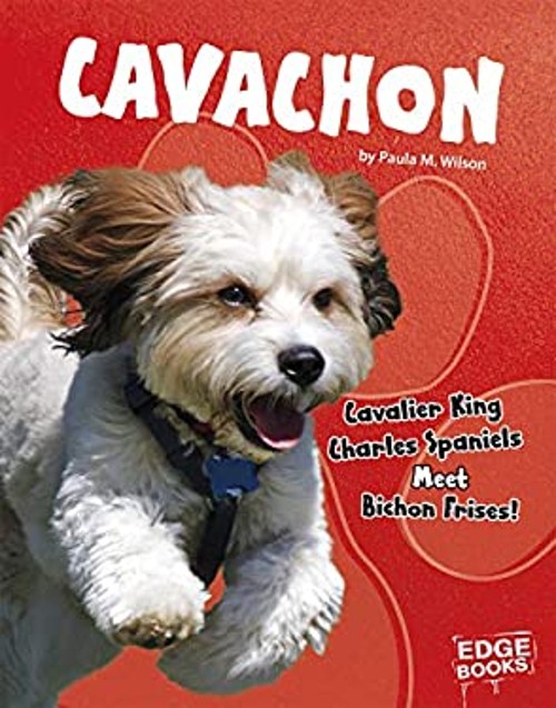 Cavachon : Cavalier King Charles Spaniels Meet Bichon Frises! Pau