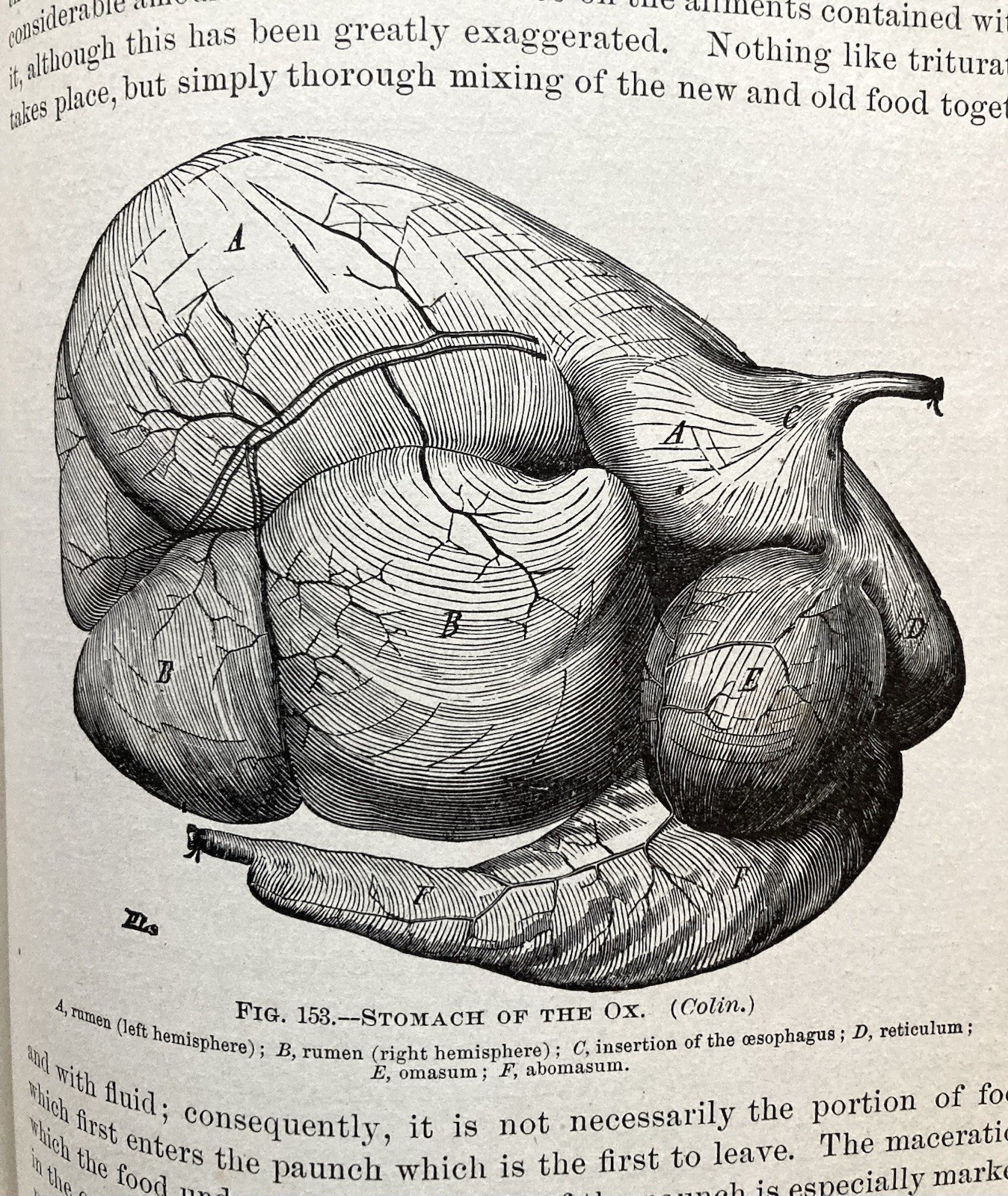 Physiology Of The Domestic Animals, Robert Meade Smith, Rare Book, 1905, Good+.