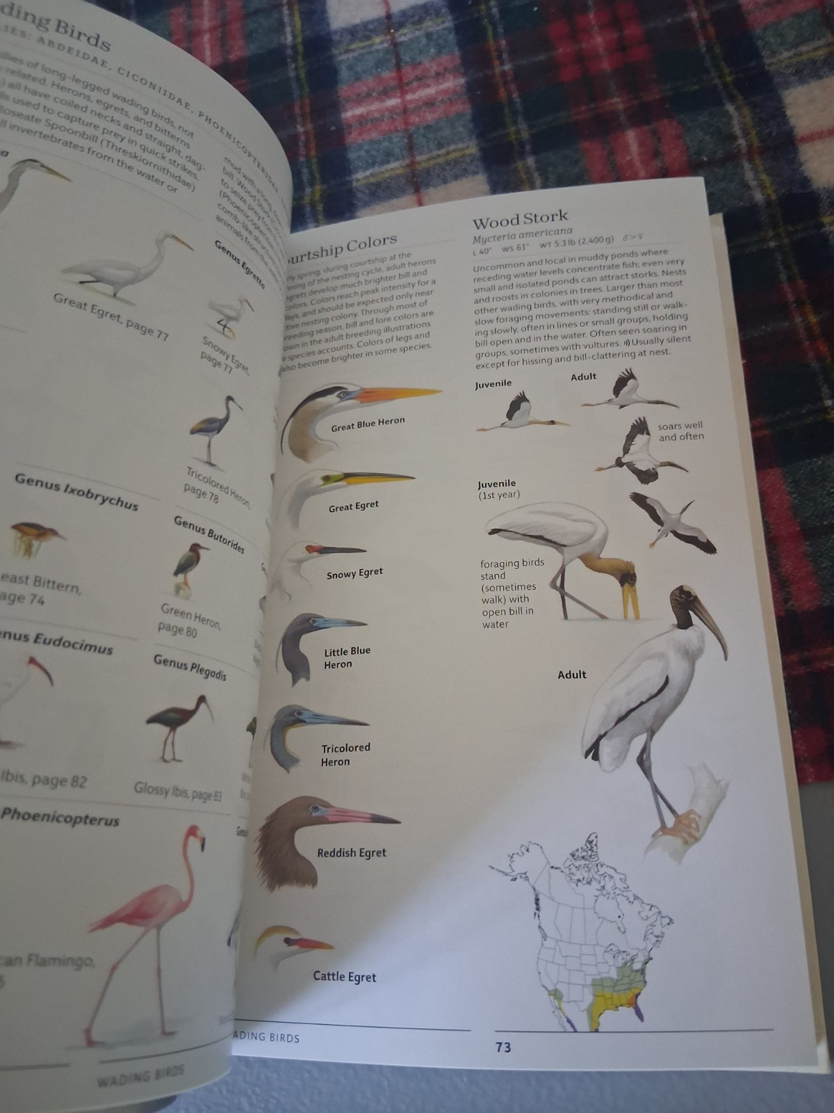 Sibley Field Guide to Birds of Eastern North America by David Allen Sibley 2nd